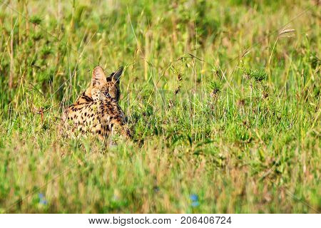 Serval wild cat or Leptailurus in the savanna grass