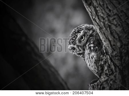 Birds in black and white tone (Spotted owlet)