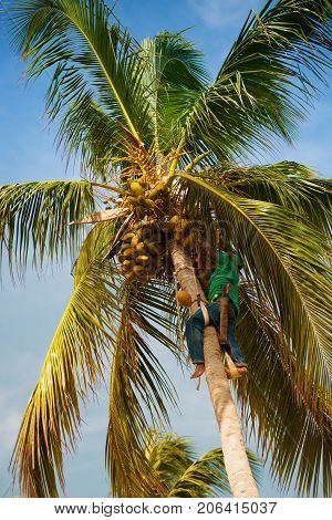 The palm worker takes off the coconuts