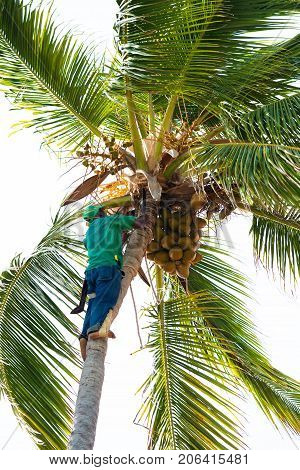 The palm worker takes off the coconuts