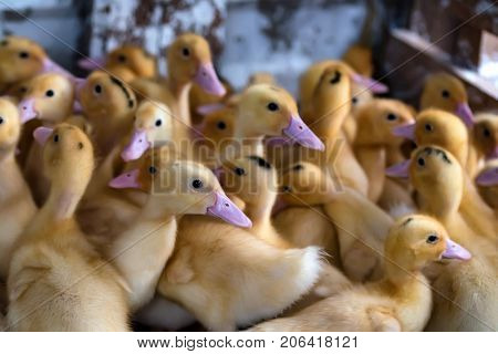 Close up flock of small pretty ducklings having rest on the ground