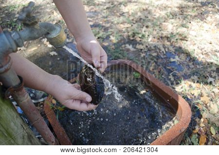 Girl cleaning an empty shell from a lake mussel with an outdoor running faucet.