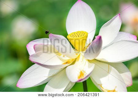 Macro Closeup Of Bright White And Pink Lotus Flower With Yellow Seedpod Inside And Bumblebee Flying