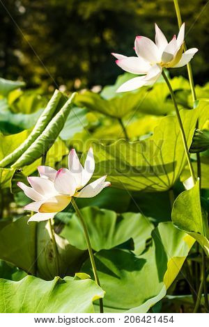 Macro Closeup Of Green Closed Lotus Head Seedpod With Blurred Bokeh Background