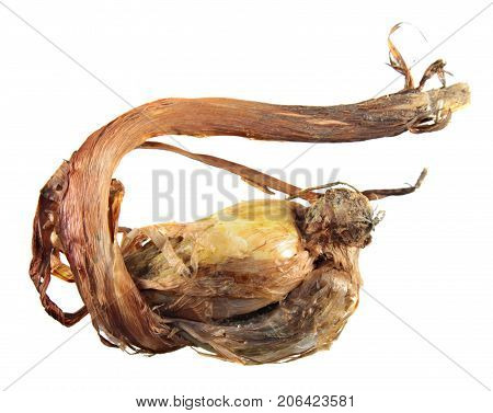 Bulb of English iris (Iris latifolia) isolated on white background