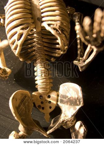 Skeleton2