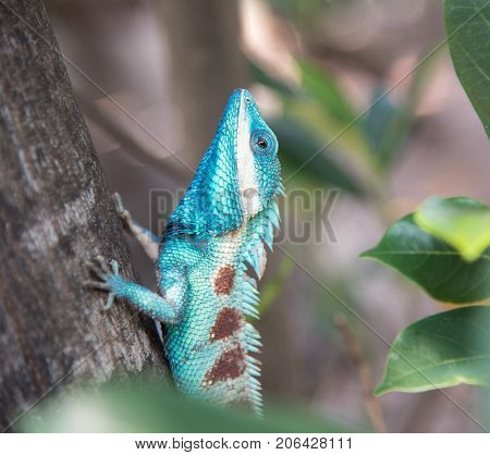 image of macro blue chameleon on the tree Natural color change
