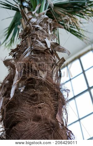 Palm Tree Trunk of Livistonia Chinensis Arecaceae, Chinese Livingstonpalm from Southeast Asia Close Up View