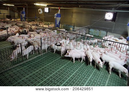 Young domestic breed piglets growing on modern animal farm