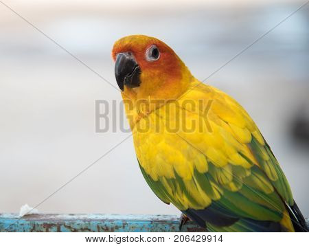 sun conure parrot close up Beautiful yellow parrot