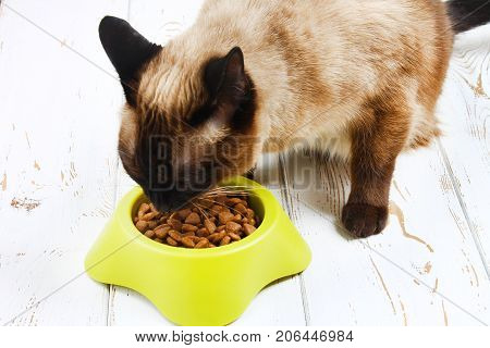 A Siamese Thai Cat Eats Dry Food From A Yellow-green Plastic Bowl On A White Wooden Floor.