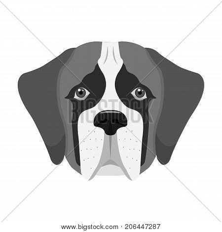 Breed of a dog, St. Bernard.Muzzle of St. Bernard single icon in monochrome style vector symbol stock illustration .