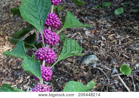 Stem from an American beauty berry bush with purple berries and background soft