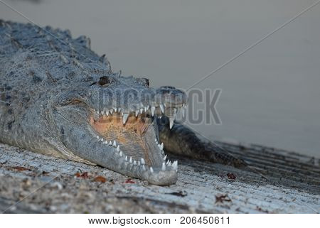 An American crocodile photographed in extreme south Florida in the evening.