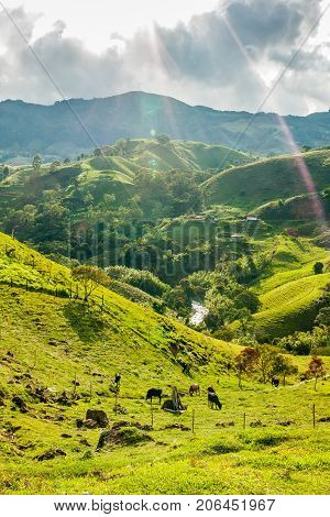 This picture shows cows on a meadow in the mountains outside of Jerico Colombia
