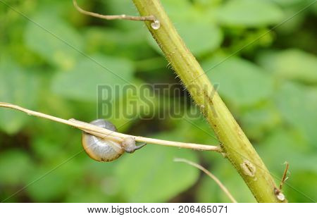 snail hanging on ivy branch in garden