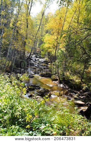 Mountain river with a forest and a fabulous landscape