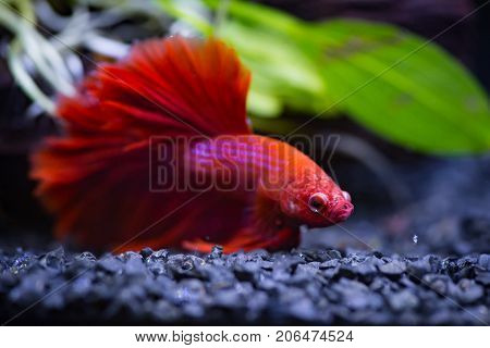 Close Up Of Red Half Moon Siamese Fighting Fish In A Fish Tank