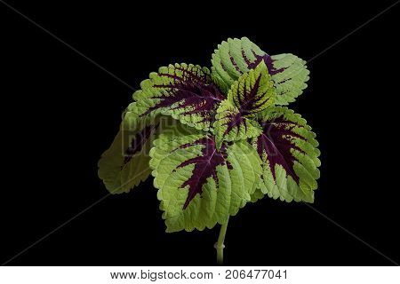 Heucherella green violet leaves on black background