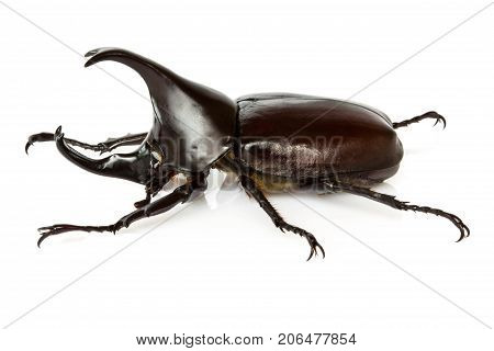 Male Rhinoceros Beetle