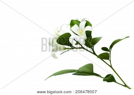 Orange Jessamine