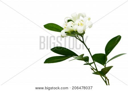 Orange Jessamine