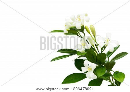 Orange Jessamine
