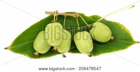 actinidia vitamin berry hardy kiwi food nature deliceosa isolated