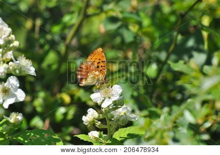 Brenthis daphne, Marbled Fritillary butterfly collecting nectar on wild flowers.  Butterfly on a wild roses flowers