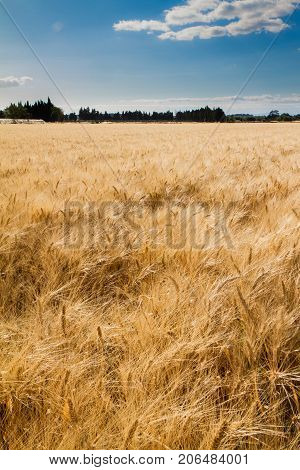 wheat in a big field on a sunny day