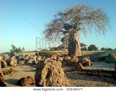 baobab africano