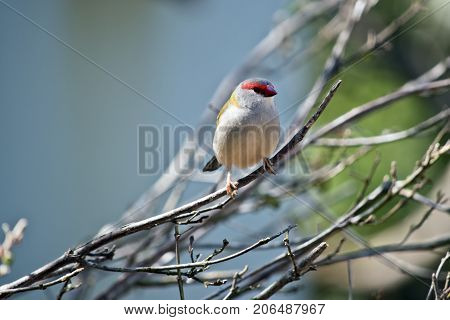 the red browed finch is perched on a bush