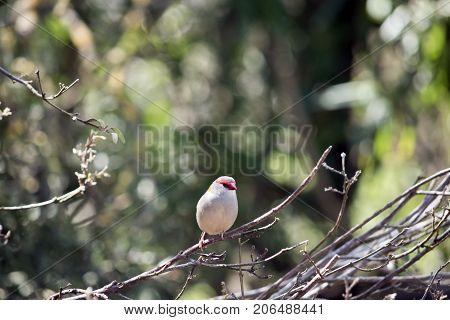 thered browed finch is perched on a bush