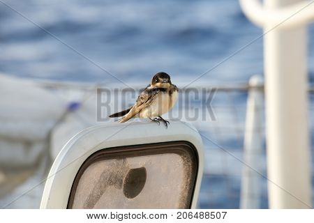 Bird On A Boat