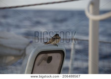 Bird On A Boat