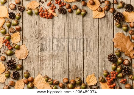 Acorns yellow leaf nuts and corns on shabby wooden background copy space