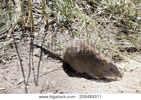 this is a side view of a long nosed potoroo