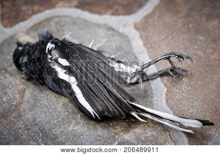 Magpie bird killed by cat, most of Magpie birds in nature are Predator of cat, Magpie bird dead