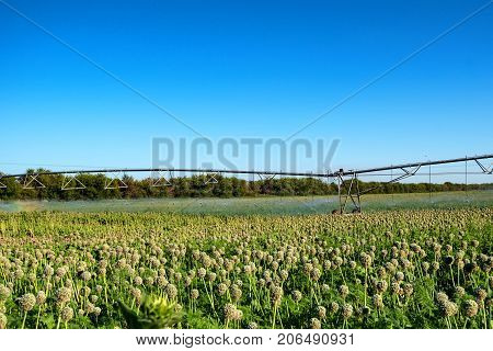 Green field with drip irrigation system hanging above it against blue sky