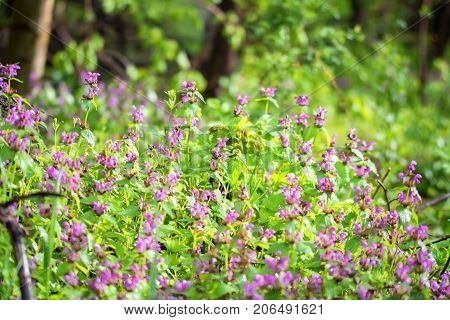 Beautiful flowering Lamium purpureum in forest for natural background