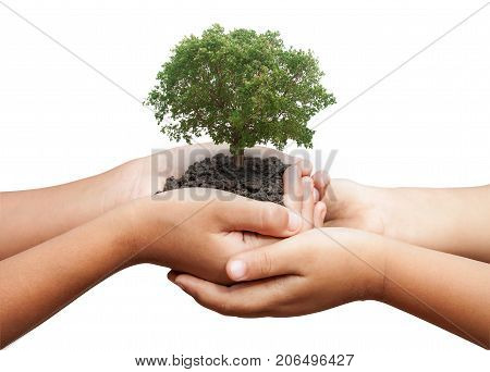 Child Hands Holding Banyan Tree