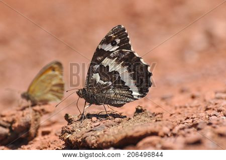 The Great Banded Grayling butterfly - Brintesia circe on the road