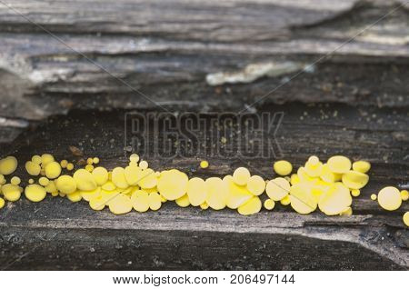 Bisporella citrina [Calycella citrina] macro shot local focus