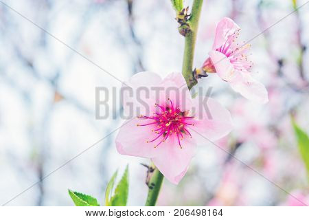 Gentle pink peach tree flowers on a branch. Blurred background. Soft colors.