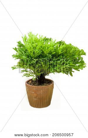 bird nest fern isolated white use for multipurpose