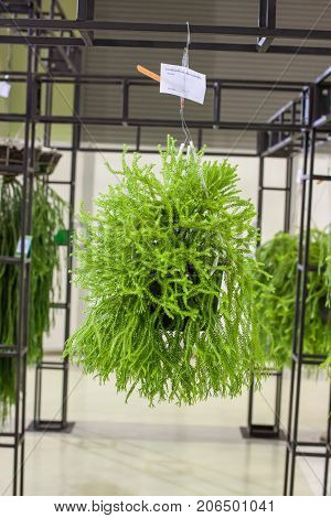 bird nest fern isolated white use for multipurpose