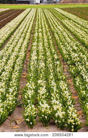 Calla Garden Field Cultivation