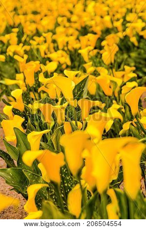Calla Garden Field Cultivation