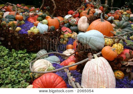 Pumpkin Patch