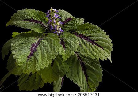 Violet flowers heucherella and green leaves on black background